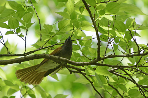 DSC_8960.jpg