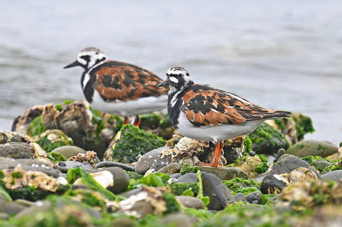 DSC_8986.jpg