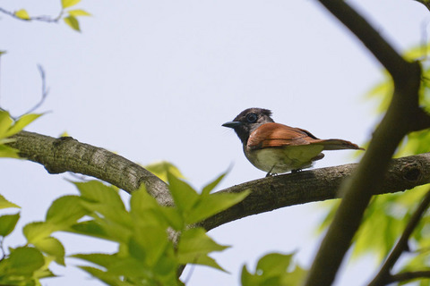 DSC_8987.jpg