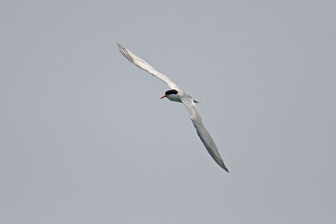DSC_8988.jpg