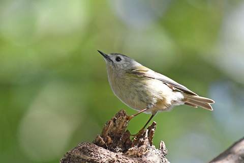 DSC_8989.jpg