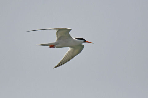 DSC_8992.jpg
