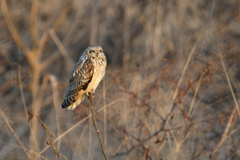 DSC_8992.jpg