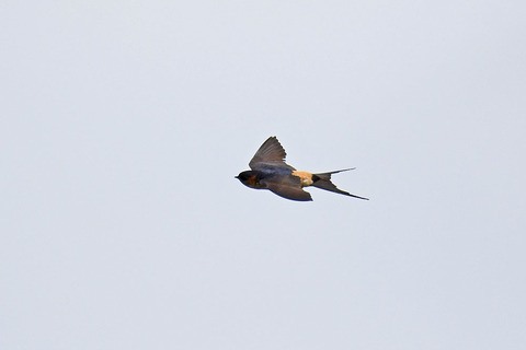 DSC_9042.jpg