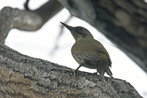 DSC_9046.jpg