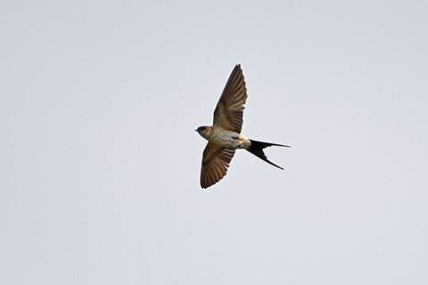DSC_9049.jpg