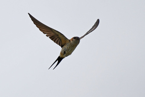 DSC_9078.jpg