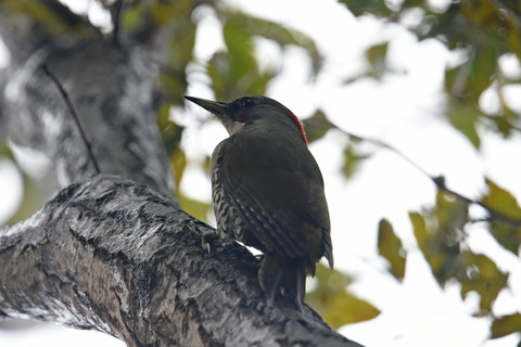DSC_9090.jpg