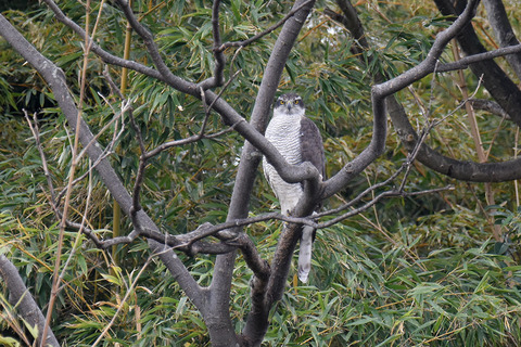 DSC_9091.jpg