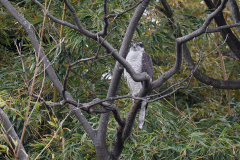 DSC_9099.jpg