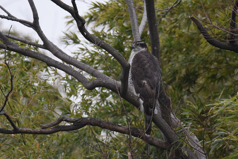 DSC_9116.jpg