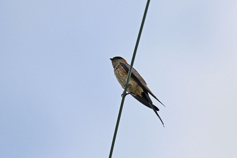 DSC_9121.jpg