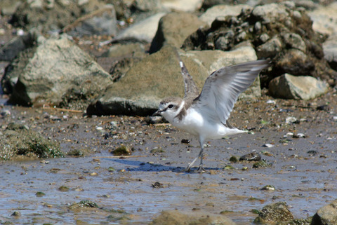 DSC_9129.jpg