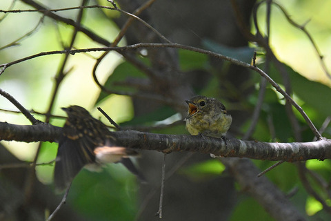 DSC_9165.jpg