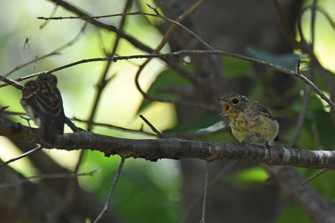 DSC_9166.jpg