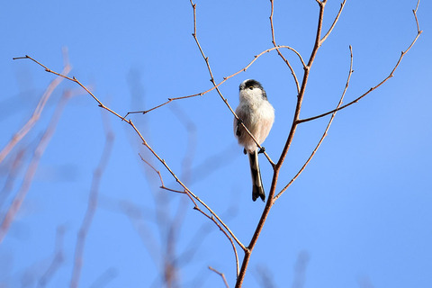 DSC_9172.jpg