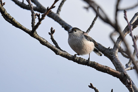 DSC_9232.jpg
