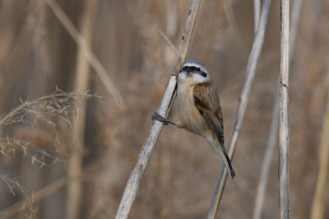 DSC_9241.jpg