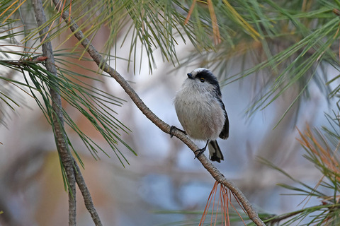 DSC_9241.jpg