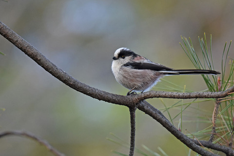 DSC_9249.jpg