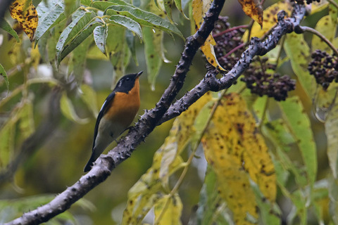 DSC_9269.jpg