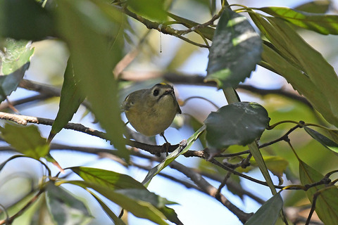 DSC_9271.jpg