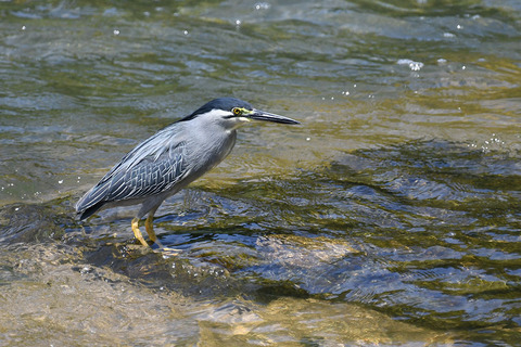 DSC_9287.jpg