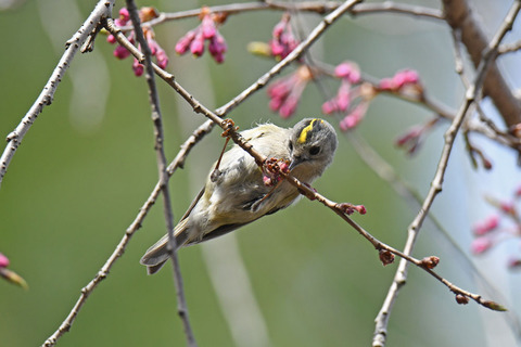 DSC_9294.jpg