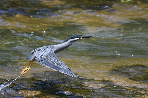 DSC_9295.jpg