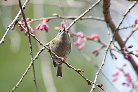 DSC_9301.jpg
