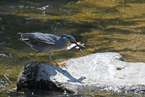 DSC_9331.jpg