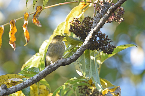DSC_9333.jpg