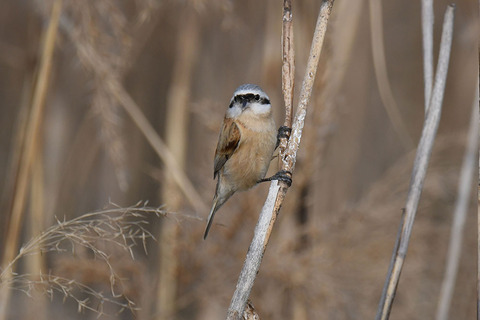 DSC_9334.jpg