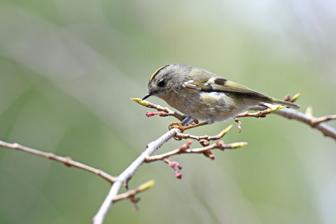 DSC_9358.jpg