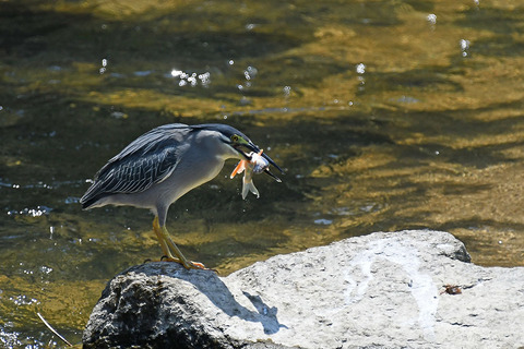 DSC_9364.jpg