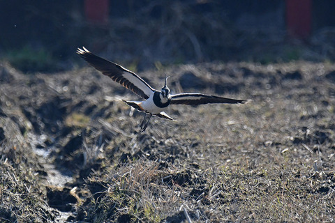 DSC_9365.jpg