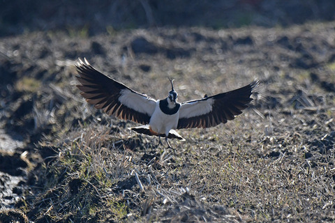 DSC_9368.jpg