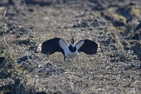 DSC_9372.jpg