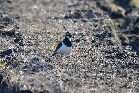 DSC_9382ss.jpg