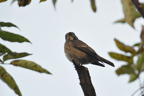 DSC_9385.jpg
