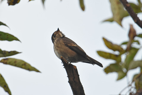 DSC_9392.jpg