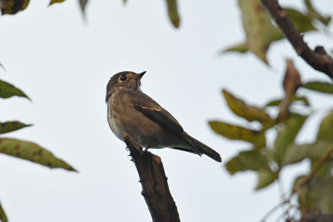 DSC_9394.jpg
