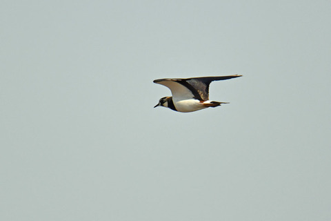 DSC_9400.jpg