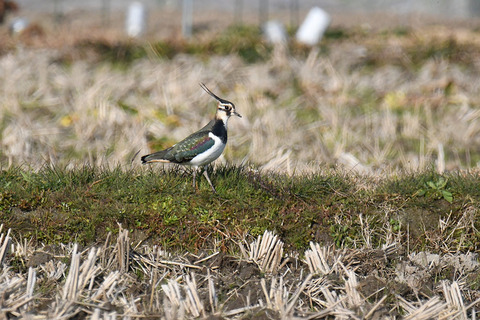 DSC_9450.jpg