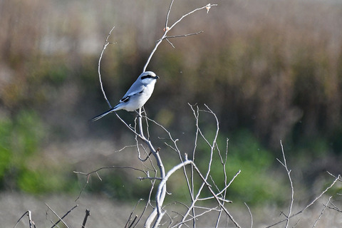 DSC_9468.jpg