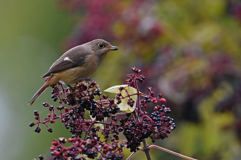 DSC_9471.jpg