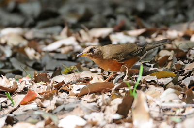 DSC_9480.jpg