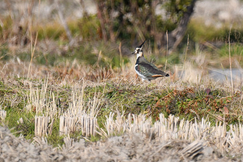 DSC_9504.jpg