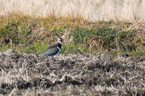 DSC_9516.jpg