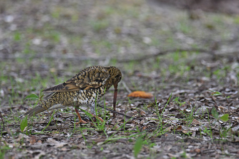 DSC_9517.jpg